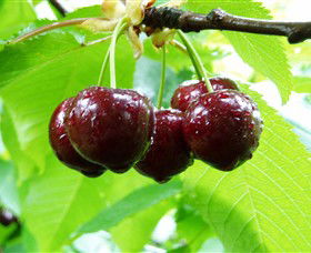 Red Hill Cherry Farm - Restaurant Gold Coast 0