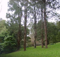 Mount Dandenong Arboretum - Restaurant Gold Coast
