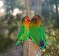 Ballarat Bird World - Restaurant Gold Coast
