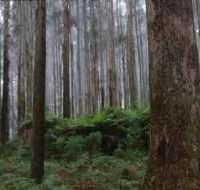 Kinglake National Park - Restaurant Gold Coast