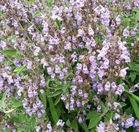 Otway Herbs - Restaurant Gold Coast