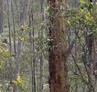 Heathcote-Graytown National Park - Restaurant Gold Coast