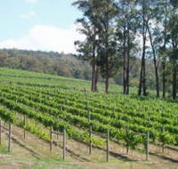 Piedmont Vineyard - Restaurant Gold Coast