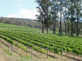Piedmont Vineyard - Restaurant Gold Coast 0