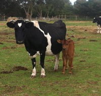 Animal Land Children's Farm - Restaurant Gold Coast