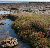 Ricketts Point Marine Sanctuary - Restaurant Gold Coast
