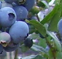Tuckerberry Hill - Restaurant Gold Coast