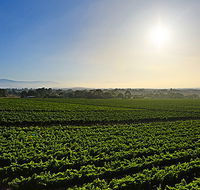 GREENSTONE VINEYARDS - Restaurant Gold Coast