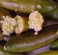 Sandy Creek Olives and Finger Limes - Restaurant Gold Coast