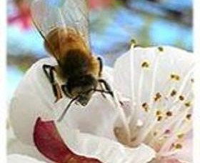Clayridge Honey - Restaurant Gold Coast 0