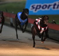 Dapto Dogs - Restaurant Gold Coast