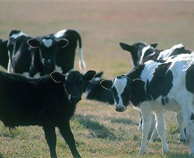 Bodalla Dairy Cheese Factory - Restaurant Gold Coast 0