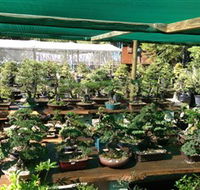 Bonsai at the Bay