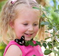 Coffs Harbour Butterfly House - Restaurant Gold Coast