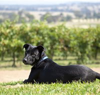 Moothi Estate Vineyard and Cellar Door - Restaurant Gold Coast