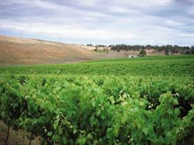 Uleybury Wines - Restaurant Gold Coast 2