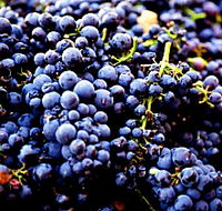 Nandroya Vineyard - Restaurant Gold Coast