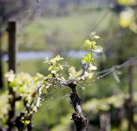 Mount Cole WineWorks - Restaurant Gold Coast