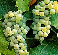Clover Hill Vineyard - Restaurant Gold Coast
