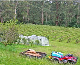 Peveril Vineyard/Beechy Berries - Restaurant Gold Coast 1