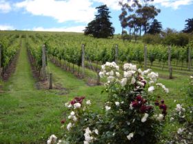 Pembroke Estate Vineyard - Restaurant Gold Coast 0