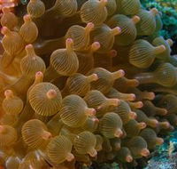 Coral Gardens Dive Site Mooloolaba - Restaurant Gold Coast