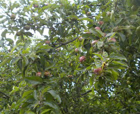 Tin Shed Cider - Restaurant Gold Coast 1