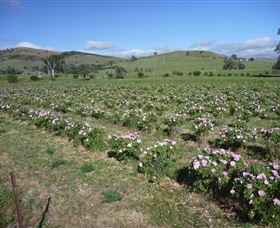 Damasque Rose Oil Farm - Restaurant Gold Coast 1