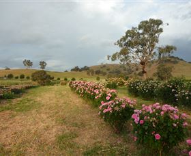 Damasque Rose Oil Farm - Restaurant Gold Coast 0