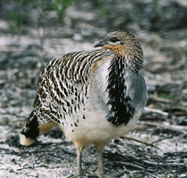 Yongergnow Australian Malleefowl Centre - Restaurant Gold Coast