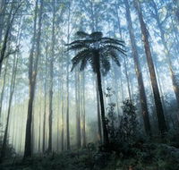 Yarra Ranges National Park - Restaurant Gold Coast