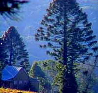 Bunya Mountains National Park - Restaurant Gold Coast