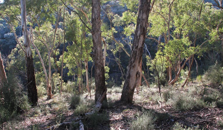Twenty Forests NSW Restaurant Gold Coast