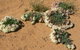 Coorow Wreath Flowers - thumb 0