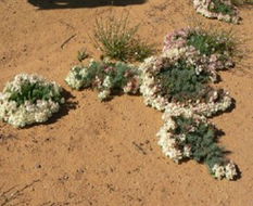 Book Coorow WA Attractions Restaurant Gold Coast Restaurant Gold Coast