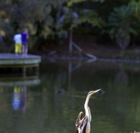Birdwatching in the South Burnett - Restaurant Gold Coast