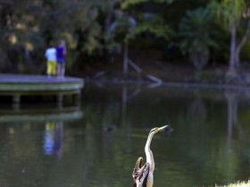 Birdwatching In The South Burnett - Restaurant Gold Coast 0