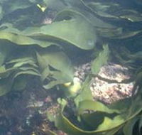 Churchill Island Marine National Park - Restaurant Gold Coast