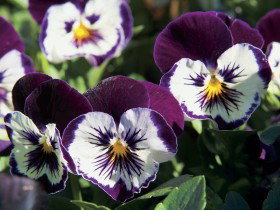 Newtown Park State Rose Garden - Restaurant Gold Coast 0