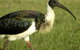 Toowoomba Water Bird Habitat - thumb 0