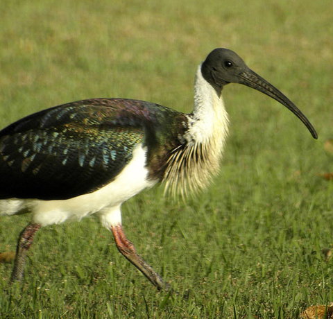 Toowoomba Water Bird Habitat - Restaurant Gold Coast 0