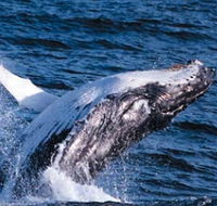 Sydney Eco Whale Watching - Restaurant Gold Coast