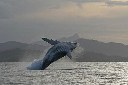 Byron Bay Whale Watching - Restaurant Gold Coast 1
