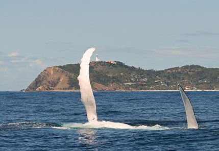 Byron Bay Whale Watching - Restaurant Gold Coast 3