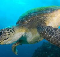 Byron Bay Dive Centre - Restaurant Gold Coast
