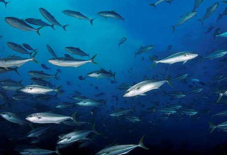 Byron Bay Dive Centre - Restaurant Gold Coast 2