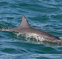 Byron Bay Dolphin Wildlife Tours - Restaurant Gold Coast