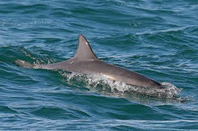 Byron Bay Dolphin Wildlife Tours - Restaurant Gold Coast 0