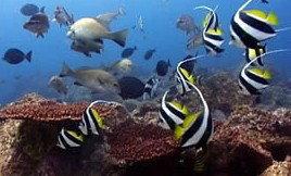 Byron Bay Dolphin Wildlife Tours - Restaurant Gold Coast 3