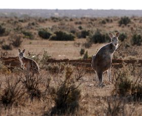Silver City Tours - Restaurant Gold Coast 1